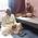 Surendra Nath Singh Bairia